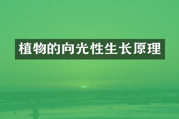 植物的向光性生长原理