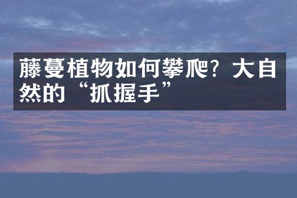 藤蔓植物如何攀爬？大自然的“抓握手”