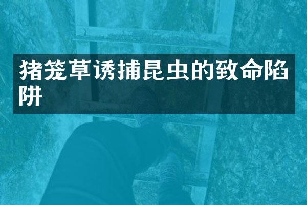猪笼草诱捕昆虫的致命陷阱
