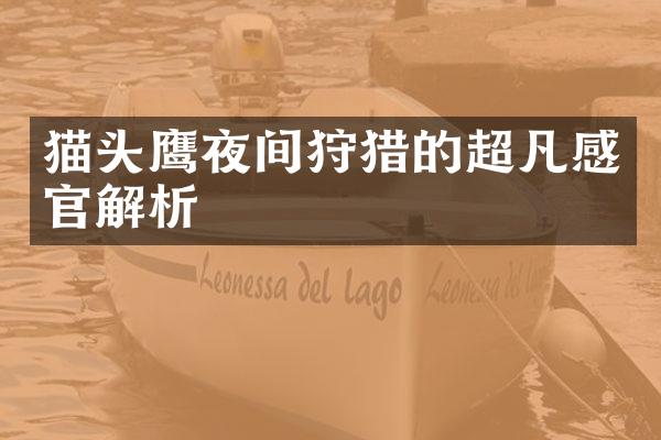 猫头鹰夜间狩猎的超凡感官解析