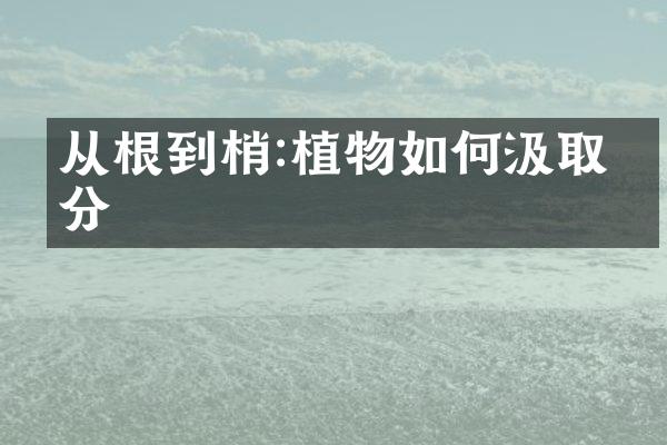 从根到梢:植物如何汲取养分