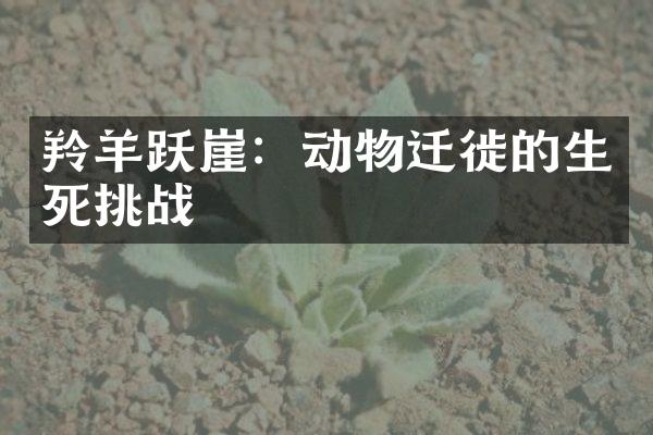 羚羊跃崖：动物迁徙的生死挑战