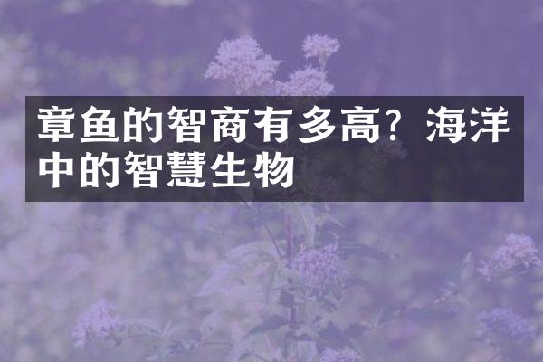 章鱼的智商有多高？海洋中的智慧生物