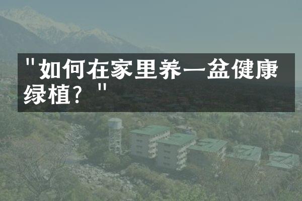 "如何在家里养一盆健康的绿植？"