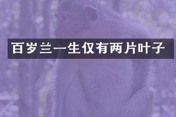 百岁兰一生仅有两片叶子