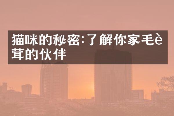 猫咪的秘密:了解你家毛茸茸的伙伴