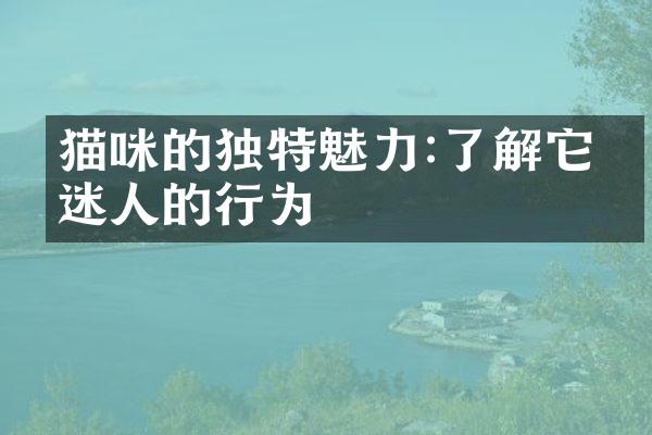 猫咪的独特魅力:了解它们迷人的行为