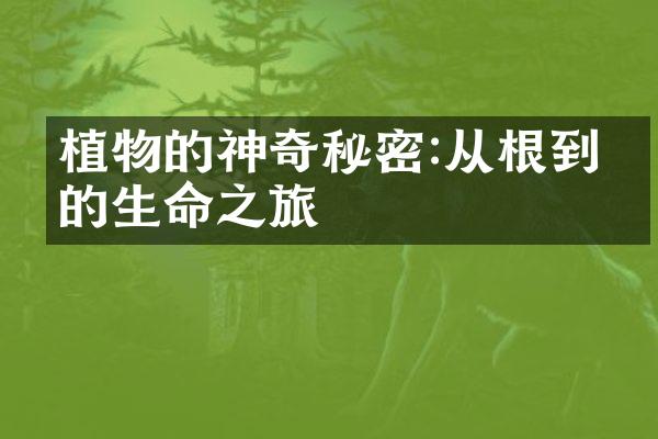 植物的神奇秘密:从根到叶的生命之旅